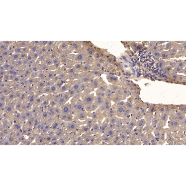 Cerebral Dopamine Neurotrophic Factor (CDNF) Mouse Monoclonal Antibody