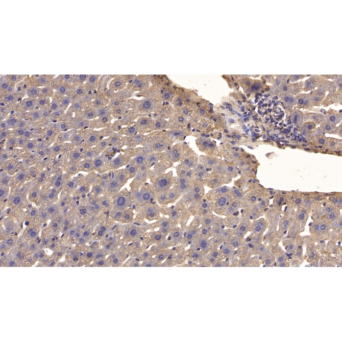 Cerebral Dopamine Neurotrophic Factor (CDNF) Mouse Monoclonal Antibody
