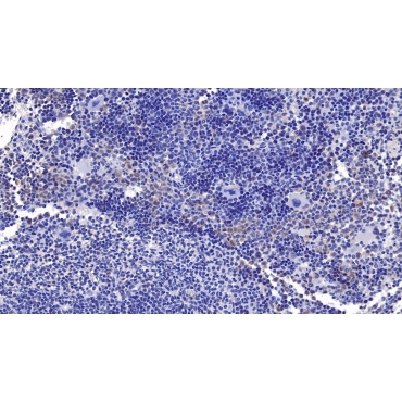 Cerebral Dopamine Neurotrophic Factor (CDNF) Mouse Monoclonal Antibody