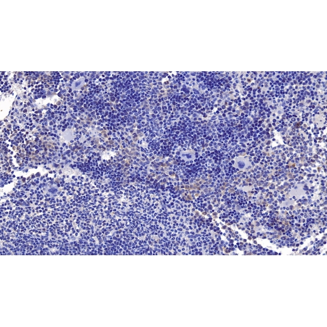 Cerebral Dopamine Neurotrophic Factor (CDNF) Mouse Monoclonal Antibody