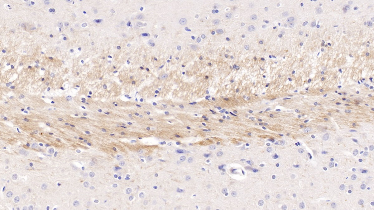 Cerebral Dopamine Neurotrophic Factor (CDNF) Rat Monoclonal Antibody