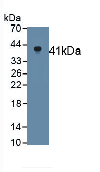 Klotho (KL) Rat Monoclonal Antibody
