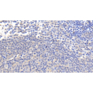 Interleukin 4 Induced Protein 1 (IL4I1) Human Monoclonal Antibody
