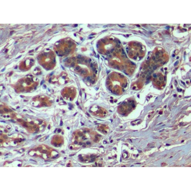 Hepatitis A Virus Cellular Receptor 2 (HAVCR2) Human Monoclonal Antibody