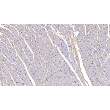 Follistatin Like Protein 1 (FSTL1) Human Monoclonal Antibody