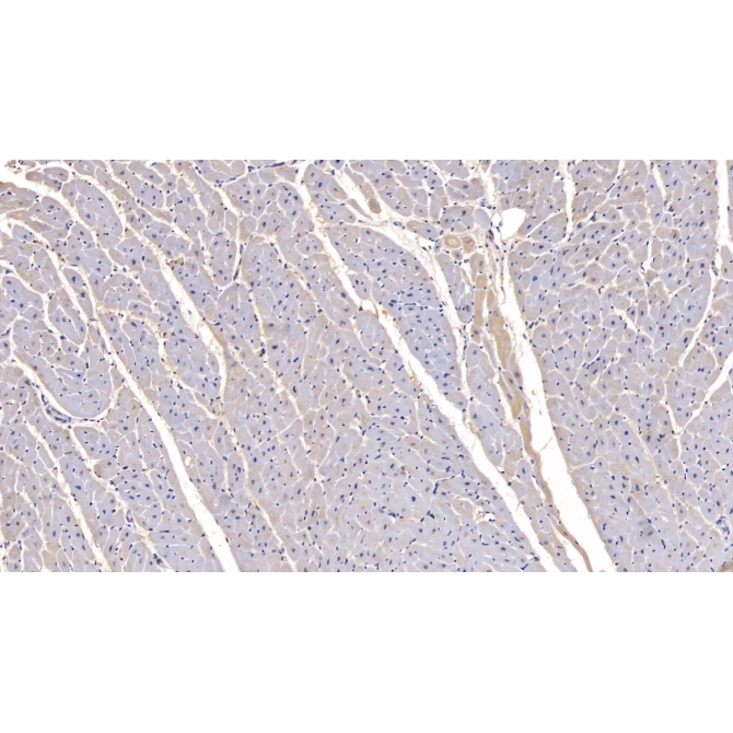 Follistatin Like Protein 1 (FSTL1) Human Monoclonal Antibody
