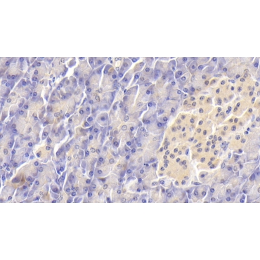 Follistatin Like Protein 1 (FSTL1) Human Monoclonal Antibody