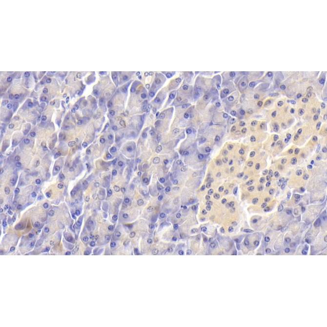 Follistatin Like Protein 1 (FSTL1) Human Monoclonal Antibody
