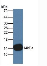 Cystatin B (CSTB) Rat Monoclonal Antibody