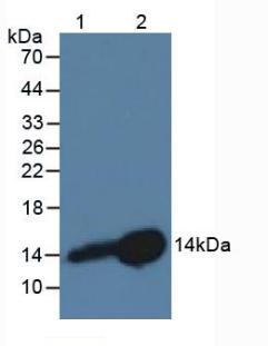 Cystatin B (CSTB) Rat Monoclonal Antibody