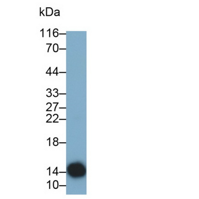 Cystatin 4 (CST4) Human Monoclonal Antibody