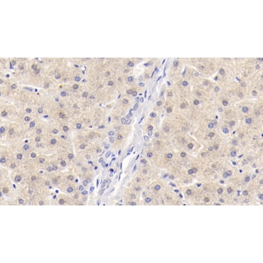 Beclin 1 (BECN1) Human Monoclonal Antibody