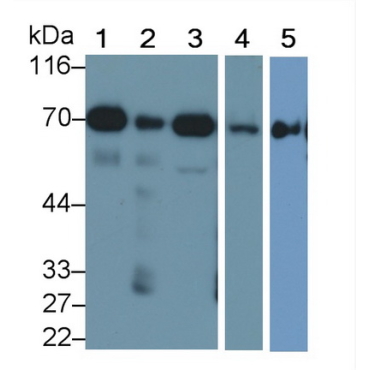 Succinate Dehydrogenase Complex Subunit A (SDHA) Mouse Monoclonal Antibody