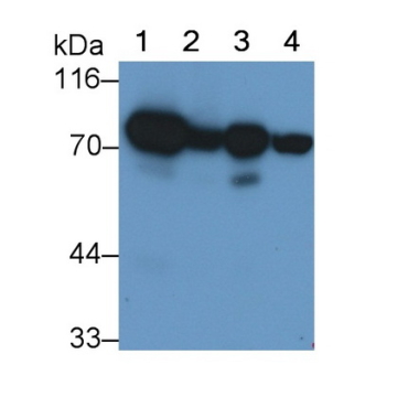Succinate Dehydrogenase Complex Subunit A (SDHA) Mouse Monoclonal Antibody