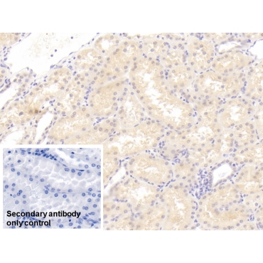 C1q And Tumor Necrosis Factor Related Protein 1 (C1QTNF1) Human Monoclonal Antibody