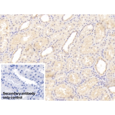 C1q And Tumor Necrosis Factor Related Protein 1 (C1QTNF1) Human Monoclonal Antibody