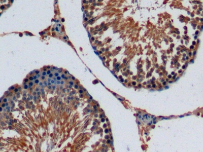 Fibroblast Growth Factor 15 (FGF15) Rat Monoclonal Antibody