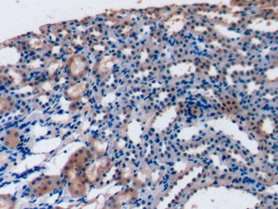 Fibroblast Growth Factor 15 (FGF15) Rat Monoclonal Antibody