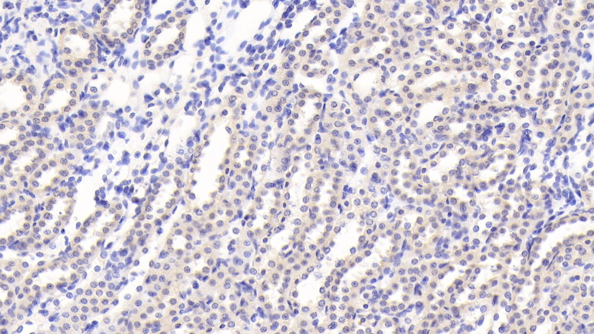 Fibroblast Growth Factor 15 (FGF15) Rat Monoclonal Antibody