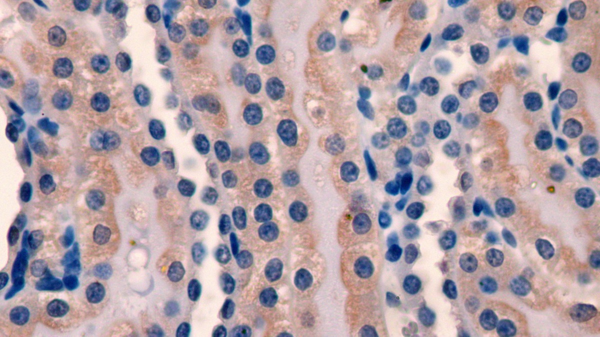 Fibroblast Growth Factor 15 (FGF15) Rat Monoclonal Antibody