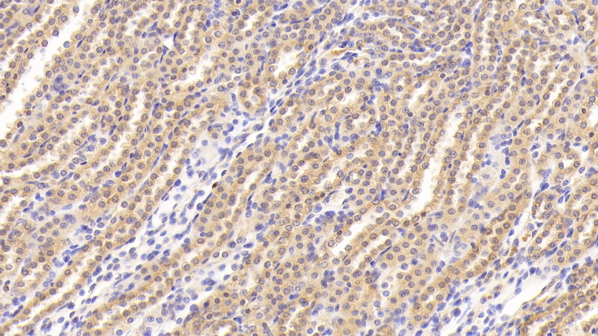 Fibroblast Growth Factor 15 (FGF15) Rat Monoclonal Antibody