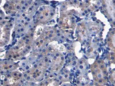 Fibroblast Growth Factor 15 (FGF15) Rat Monoclonal Antibody