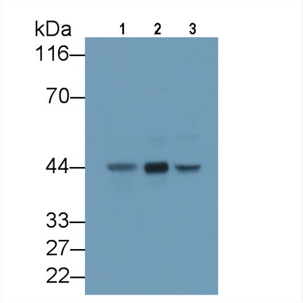 Alpha-2-Glycoprotein 1, Zinc Binding (aZGP1) Rat Monoclonal Antibody