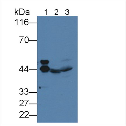 Alpha-2-Glycoprotein 1, Zinc Binding (aZGP1) Rat Monoclonal Antibody