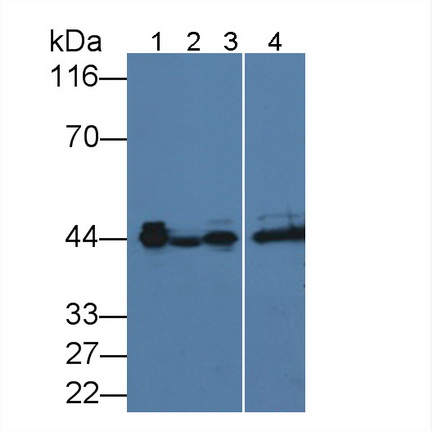 Alpha-2-Glycoprotein 1, Zinc Binding (aZGP1) Rat Monoclonal Antibody