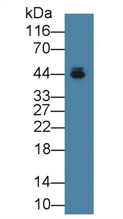 Alpha-2-Glycoprotein 1, Zinc Binding (aZGP1) Rat Monoclonal Antibody