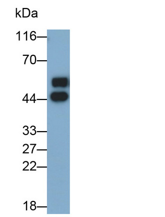 Alpha-2-Glycoprotein 1, Zinc Binding (aZGP1) Rat Monoclonal Antibody