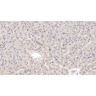Wingless Type MMTV Integration Site Family, Member 4 (WNT4) Human Monoclonal Antibody