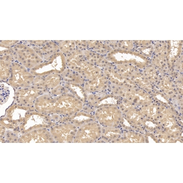 Wingless Type MMTV Integration Site Family, Member 4 (WNT4) Human Monoclonal Antibody