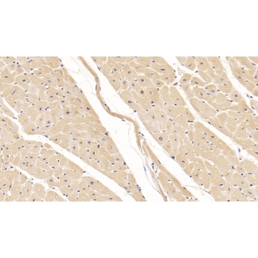 Wingless Type MMTV Integration Site Family, Member 4 (WNT4) Human Monoclonal Antibody