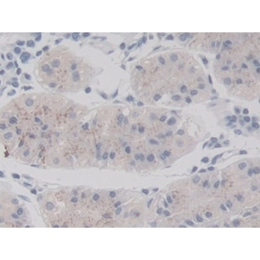 V-Ral Simian Leukemia Viral Oncogene Homolog A (RALA) Human Monoclonal Antibody