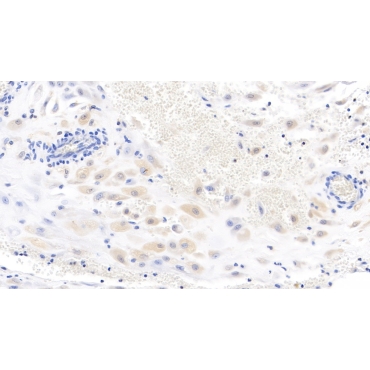 Wingless Type MMTV Integration Site Family, Member 3A (WNT3A) Human Monoclonal Antibody