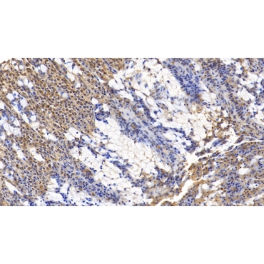 Wingless Type MMTV Integration Site Family, Member 3A (WNT3A) Human Monoclonal Antibody