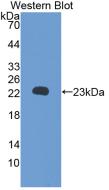 Retinol Binding Protein 5, Cellular (RBP5) Rat Monoclonal Antibody