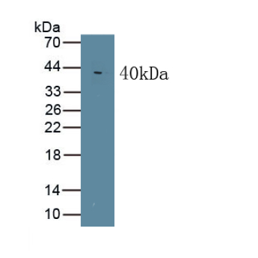 Wingless Type MMTV Integration Site Family, Member 5A (WNT5A) Mouse Monoclonal Antibody