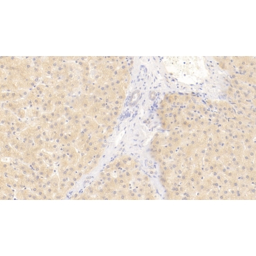 Wingless Type MMTV Integration Site Family, Member 11 (WNT11) Human Monoclonal Antibody