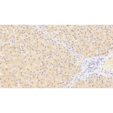 Wingless Type MMTV Integration Site Family, Member 11 (WNT11) Human Monoclonal Antibody