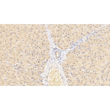 Wingless Type MMTV Integration Site Family, Member 11 (WNT11) Human Monoclonal Antibody