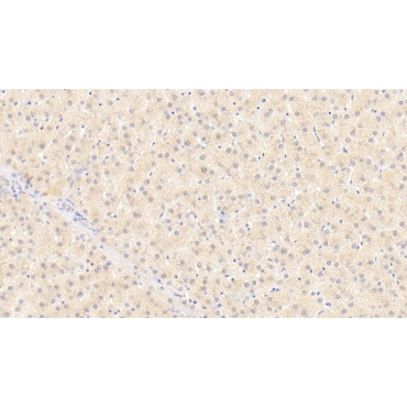 Wingless Type MMTV Integration Site Family, Member 11 (WNT11) Human Monoclonal Antibody