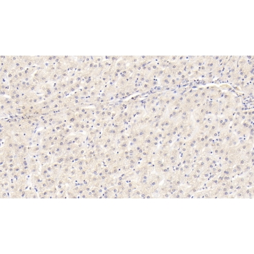 Wingless Type MMTV Integration Site Family, Member 11 (WNT11) Human Monoclonal Antibody