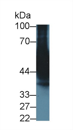 Cytochrome P450 3A7 (CYP3A7) Human Monoclonal Antibody