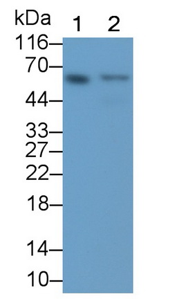 Glioblastoma Expressed Ring Finger Protein (GERP) Rat Monoclonal Antibody