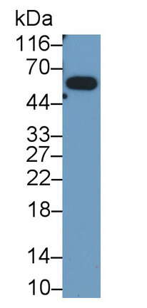 Glioblastoma Expressed Ring Finger Protein (GERP) Rat Monoclonal Antibody