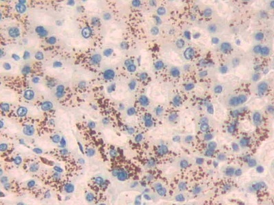 Angiotensin 1-7 (Ang1-7) Pan-species (General) Monoclonal Antibody