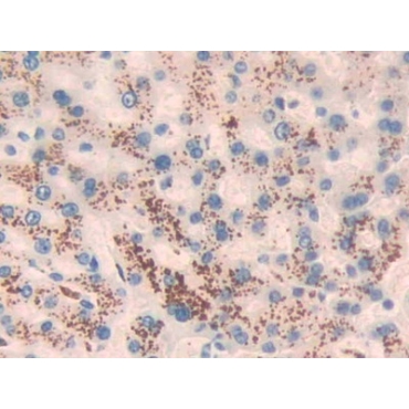 Angiotensin 1-7 (Ang1-7) Human Monoclonal Antibody