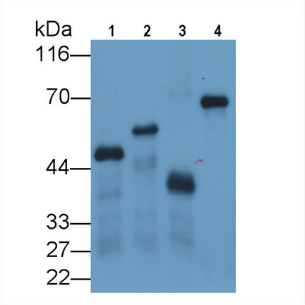 Glutathione S Transferase (GST) Pan-species (General) Monoclonal Antibody